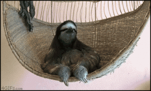 Sloth_chillin.gif