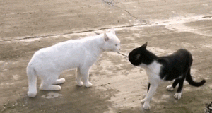 Cat-Attack-JP.gif
