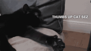 thumbsupcat.gif