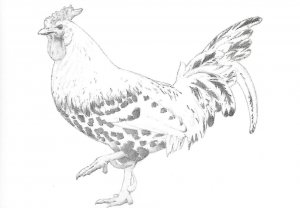 Silver Spangled Hamburg0003.jpg