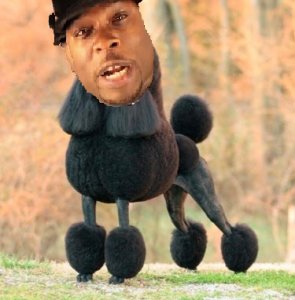 black-poodle-ch jaset's satisfaction.jpg