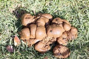 7080747-a-pile-of-donkey-shit-on-grass-Stock-Photo-shit-poo-dog.jpg