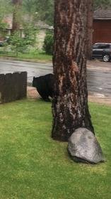 tahoe bear.jpg